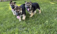 German Shepherd Puppies for sale in Milaca, MN 56353, USA. price: $700