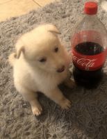 German Shepherd Puppies for sale in Statesboro, GA 30458, USA. price: $1,200