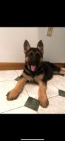 German Shepherd Puppies for sale in West Wyoming, PA 18644, USA. price: $700