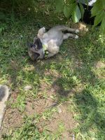German Shepherd Puppies for sale in Jonesboro, GA, USA. price: $600
