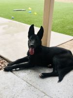 German Shepherd Puppies for sale in Mesa, AZ, USA. price: $500