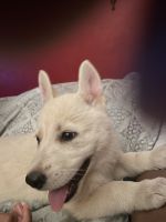 German Shepherd Puppies for sale in Gaffney, SC, USA. price: $600