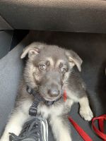 Moving locations and can’t keep our puppy