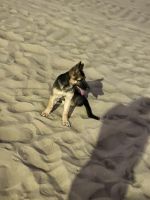 German Shepherd Puppy