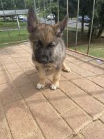German Shepherd Puppies for sale in Roanoke, VA, USA. price: $1,000