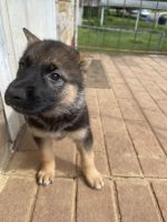 German Shepherd Puppies for sale in Roanoke, VA, USA. price: $1,000