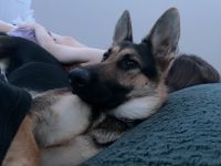 German Shepherd Puppies for sale in Fayetteville, GA, USA. price: $2,000