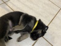 German Shepherd Puppies for sale in Phoenix, AZ 85029, USA. price: $600