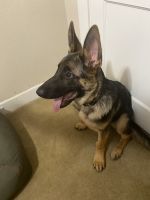 German Shepherd Puppies for sale in Reading, PA, USA. price: $1,800