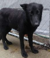 German Shepherd Puppies for sale in Wellsville, OH 43968, USA. price: $800