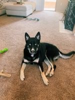 German Shepherd Puppies for sale in Scottsdale, AZ, USA. price: $500