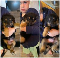 German Shepherd Puppies for sale in Bellville, OH, USA. price: $500