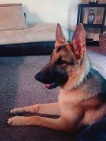 German Shepherd Puppies for sale in Birmingham, AL, USA. price: $1,800