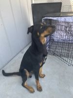 German Shepherd Puppies for sale in Peoria, AZ, USA. price: $200