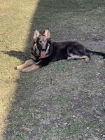 German Shepherd Puppies for sale in MN-610, Brooklyn Park, MN, USA. price: $2,000