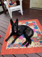German Shepherd Puppies for sale in Cincinnati-Batavia Pike, Ohio, USA. price: NA