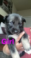 German Shepherd Puppies for sale in Savage, MN, USA. price: NA