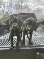 German Shorthaired Pointer Puppies for sale in Lebanon, KY 40033, USA. price: $300