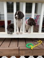 German shorthaired pointer puppies