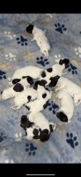 German Shorthaired Pointer Puppies for sale in Pontotoc, MS 38863, USA. price: $1,000