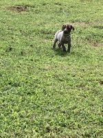 Akc gsp puppies