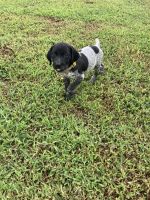 Akc gsp puppies