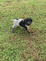 Akc gsp puppies