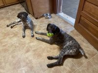 1 yo German Short Haired Female AKC Registered