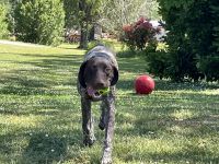 1 yo German Short Haired Female AKC Registered