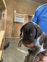 German shorthair pointers for sale
