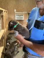 German shorthair pointers for sale