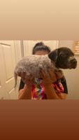 German Shorthaired pointer pup