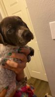 German Shorthaired pointer pup