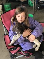 German Shorthair pointers for sale