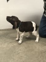 German Shorthair pointers for sale