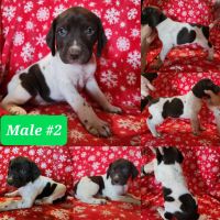 German Shorthaired pointers, Phoenix AZ 85024 Best Price Rehome AKC