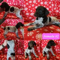 German Shorthaired pointers, Phoenix AZ 85024 Best Price Rehome AKC