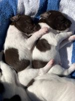 CH bloodline German Shorthair Pups