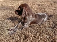 German Shorthaired Pointer