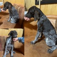 Puppies Need a Home
