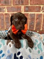 Puppies ready to go to a home.