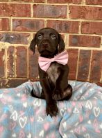 Puppies ready to go to a home.