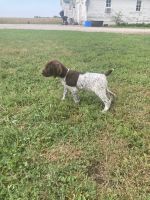 Diamond Double F Kennel and Game birds