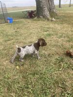 Diamond Double F Kennel and Game birds