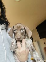 Purebred GSP Puppies ready 11/3/23!!
