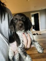 Purebred GSP Puppies ready 11/3/23!!