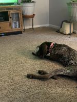 Rehoming German Shorthair
