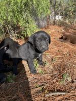German short haired pointer/labrador