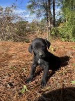 German short haired pointer/labrador
