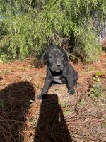 German short haired pointer/labrador